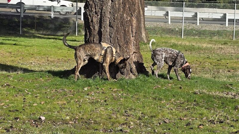 Ft Lewis Dog Park - Joint Base Lewis-McChord, WA