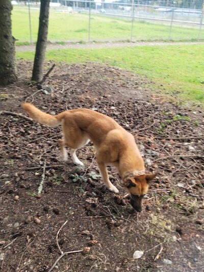 Ft Lewis Dog Park - Joint Base Lewis-McChord, WA