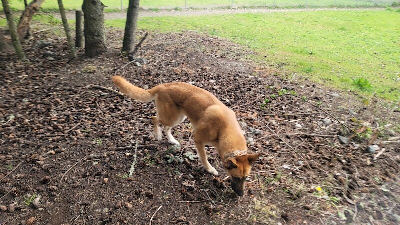 Ft Lewis Dog Park - Joint Base Lewis-McChord, WA