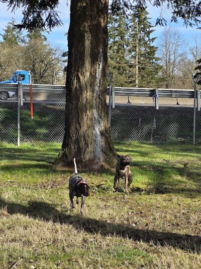 Ft Lewis Dog Park - Joint Base Lewis-McChord, WA