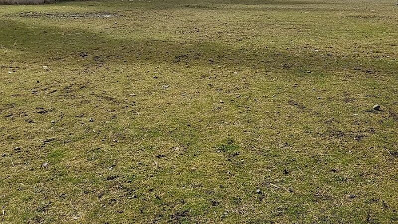 Ft Lewis Dog Park - Joint Base Lewis-McChord, WA