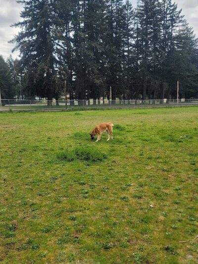 Ft Lewis Dog Park - Joint Base Lewis-McChord, WA