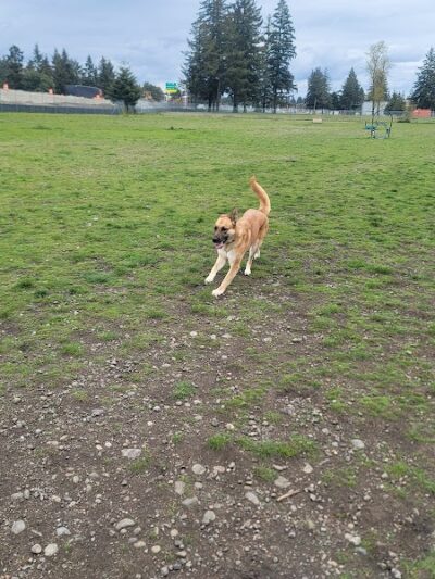 Ft Lewis Dog Park - Joint Base Lewis-McChord, WA