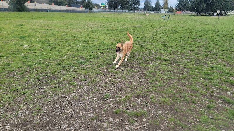 Ft Lewis Dog Park - Joint Base Lewis-McChord, WA
