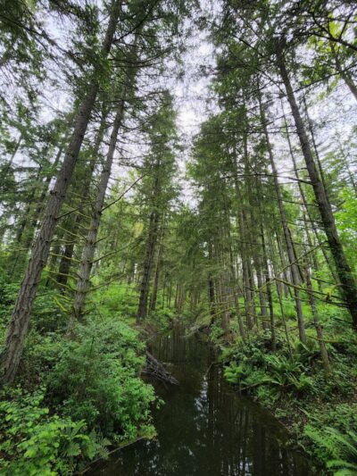 Mckay Marsh Nature Trail - Joint Base Lewis-McChord, WA