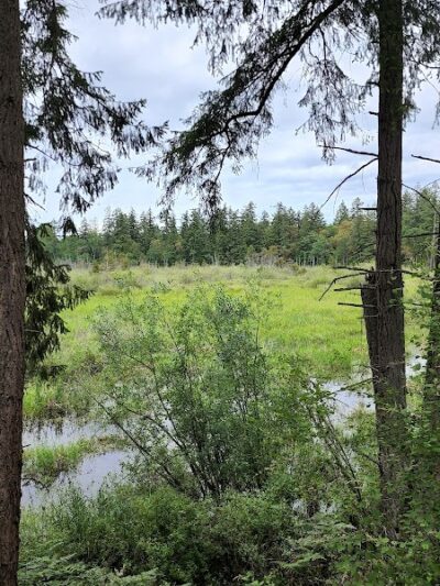 Mckay Marsh Nature Trail - Joint Base Lewis-McChord, WA