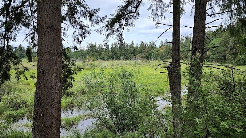 Mckay Marsh Nature Trail - Joint Base Lewis-McChord, WA