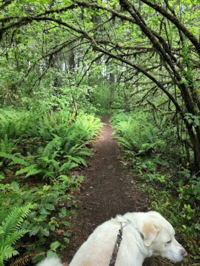 Mckay Marsh Nature Trail - Joint Base Lewis-McChord, WA