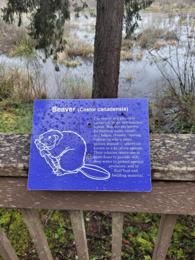 Mckay Marsh Nature Trail - Joint Base Lewis-McChord, WA