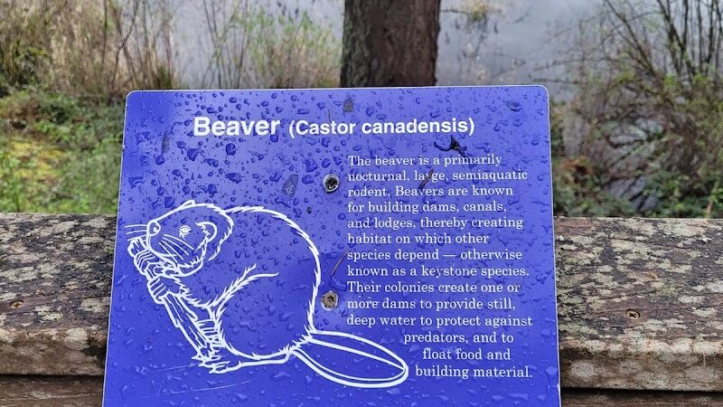 Mckay Marsh Nature Trail - Joint Base Lewis-McChord, WA