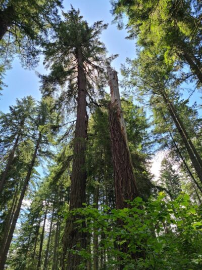 Mckay Marsh Nature Trail - Joint Base Lewis-McChord, WA