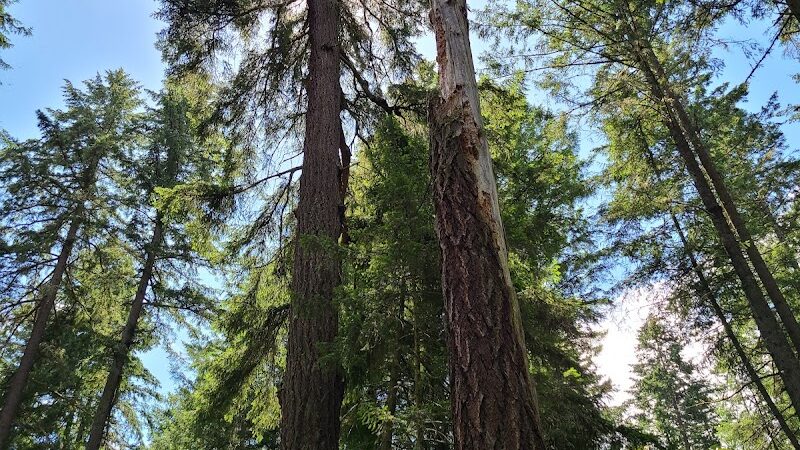 Mckay Marsh Nature Trail - Joint Base Lewis-McChord, WA