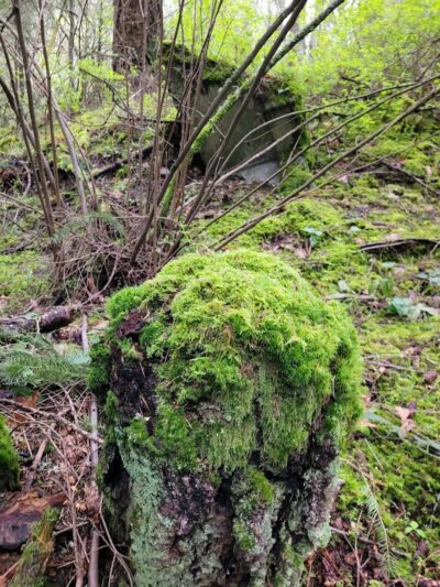 Mckay Marsh Nature Trail - Joint Base Lewis-McChord, WA