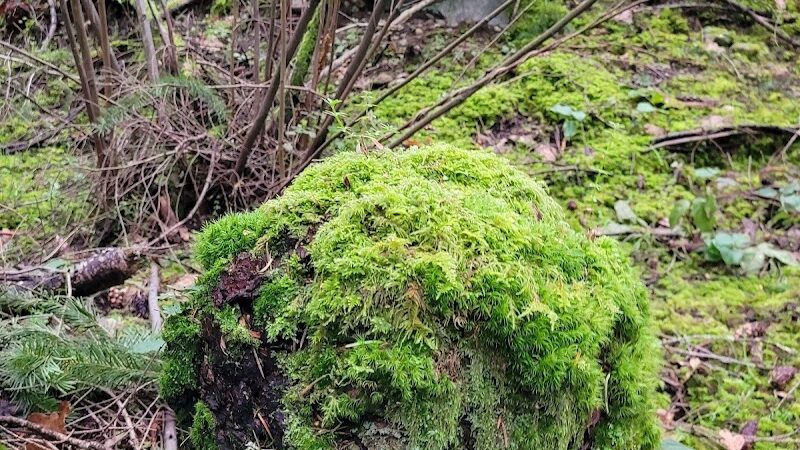 Mckay Marsh Nature Trail - Joint Base Lewis-McChord, WA