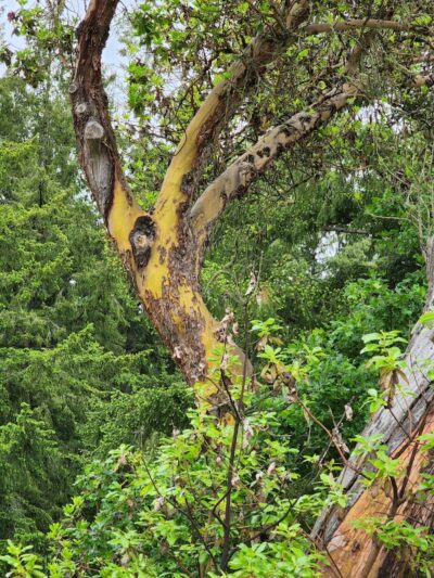 Mckay Marsh Nature Trail - Joint Base Lewis-McChord, WA