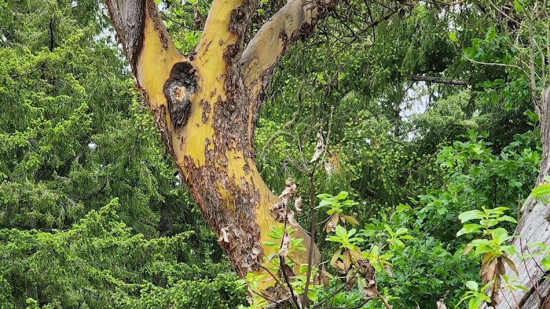 Mckay Marsh Nature Trail - Joint Base Lewis-McChord, WA