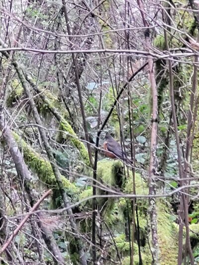 Mckay Marsh Nature Trail - Joint Base Lewis-McChord, WA