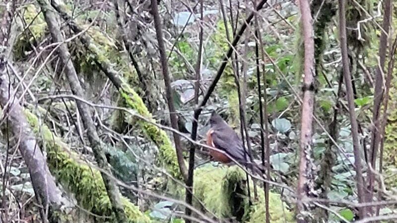 Mckay Marsh Nature Trail - Joint Base Lewis-McChord, WA
