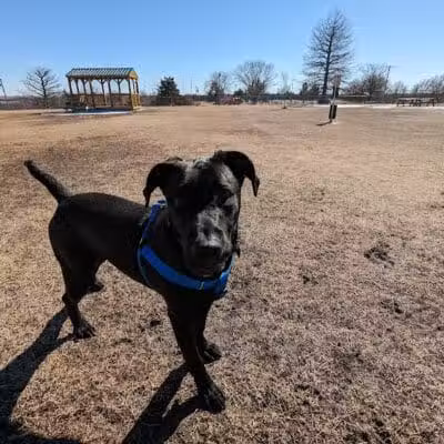 Dog park - Junction City, KS