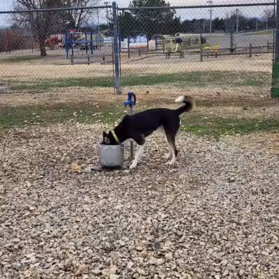 Dog park - Junction City, KS
