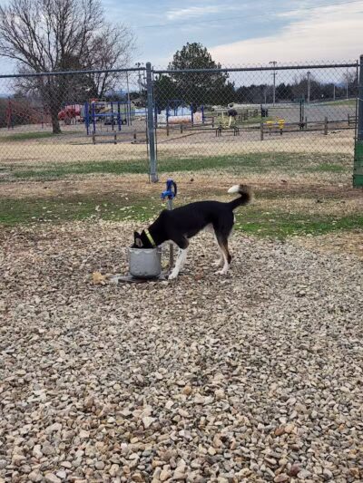 Dog park - Junction City, KS