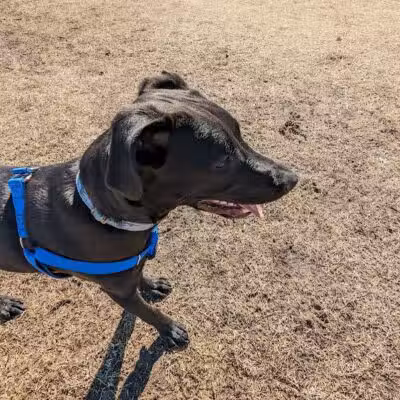 Dog park - Junction City, KS
