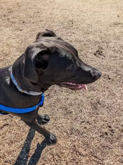 Dog park - Junction City, KS