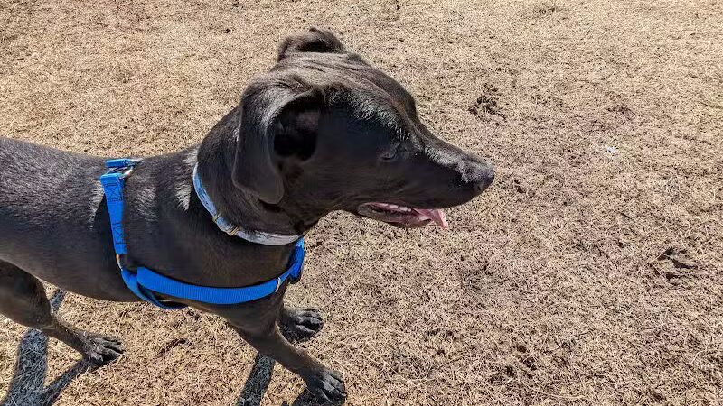 Dog park - Junction City, KS