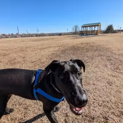 Dog park - Junction City, KS