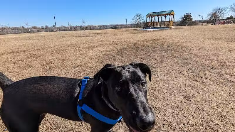 Dog park - Junction City, KS