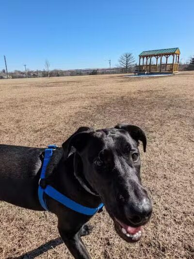 Dog park - Junction City, KS