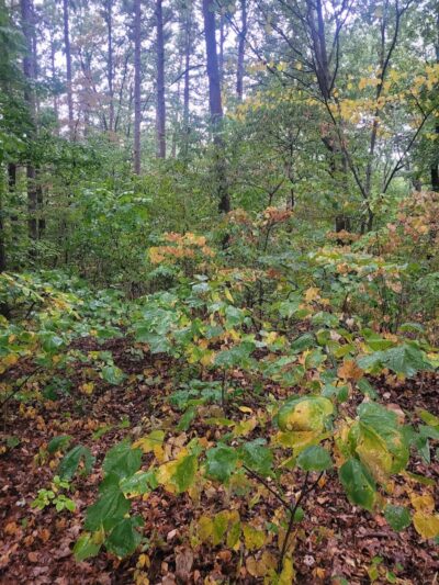 Pounds hollow - Junction, IL