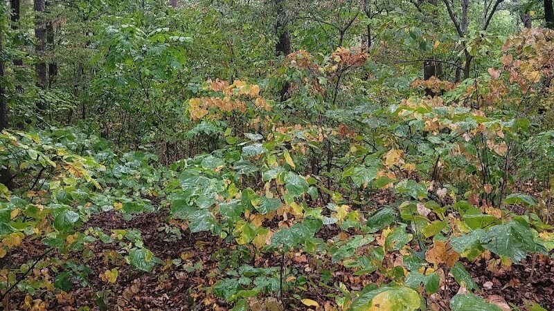 Pounds hollow - Junction, IL