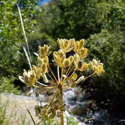 City Creek Trailhead (recgovnpsdata) - Junction, UT