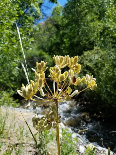 City Creek Trailhead (recgovnpsdata) - Junction, UT