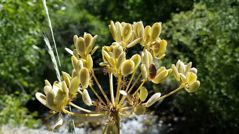 City Creek Trailhead (recgovnpsdata) - Junction, UT