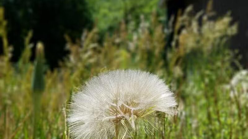 City Creek Trailhead (recgovnpsdata) - Junction, UT