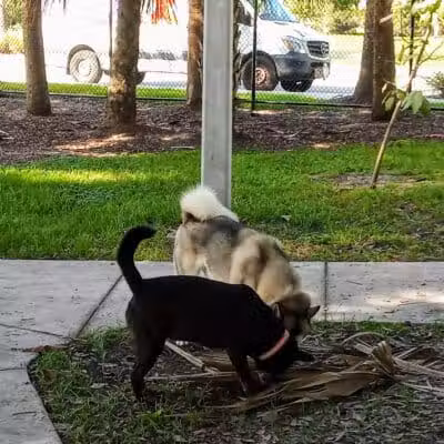 Cinquez Park - Jupiter, FL