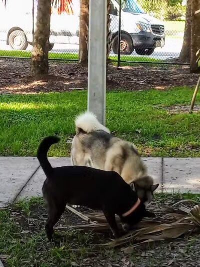 Cinquez Park - Jupiter, FL