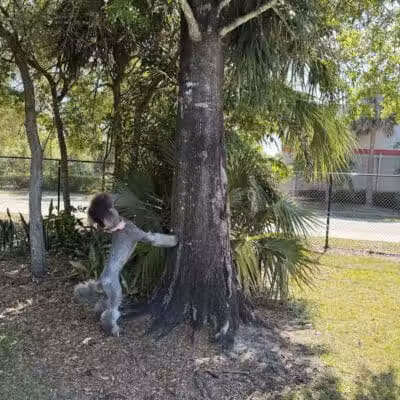 Cinquez Park - Jupiter, FL