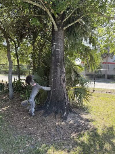 Cinquez Park - Jupiter, FL