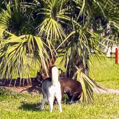 Cinquez Park - Jupiter, FL