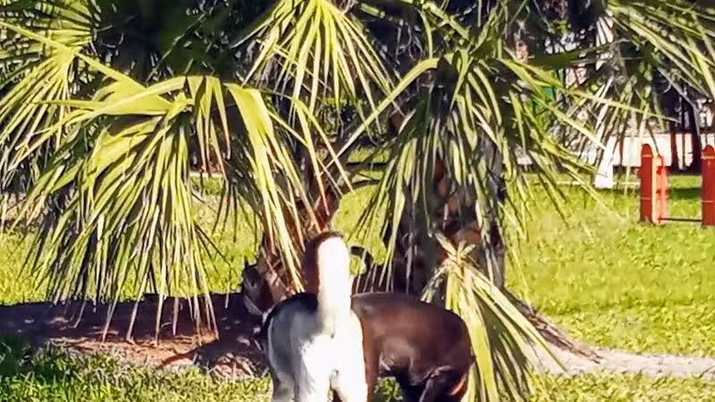 Cinquez Park - Jupiter, FL