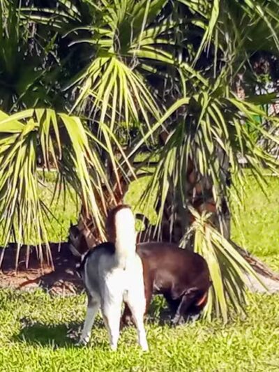 Cinquez Park - Jupiter, FL