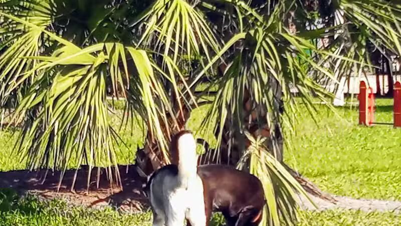 Cinquez Park - Jupiter, FL