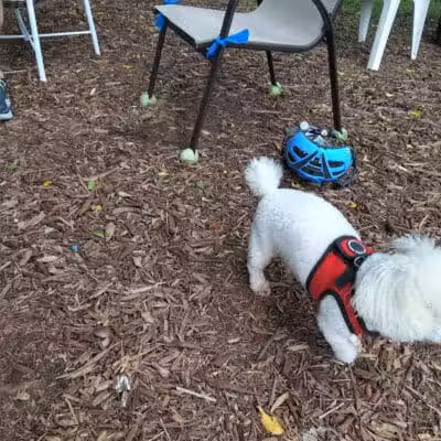 FIND dog park - Jupiter, FL