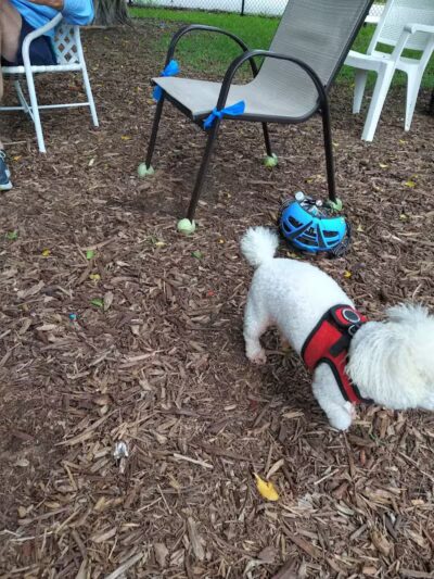 FIND dog park - Jupiter, FL