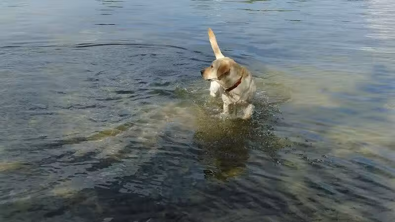 FIND dog park - Jupiter, FL