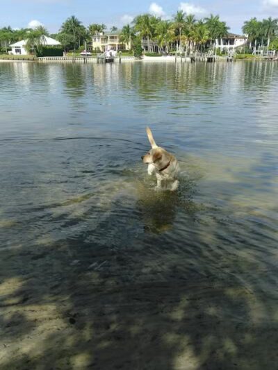 FIND dog park - Jupiter, FL