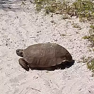 FIND dog park - Jupiter, FL